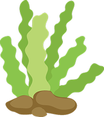 Alga marinero