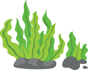Alga marinero